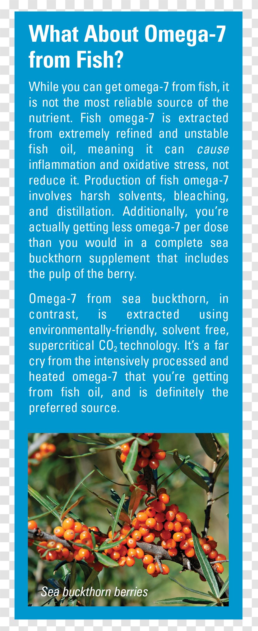 Sea Buckthorns Buckthorn Oil Nutrient Omega-7 Fatty Acid Berry - Blood - Health Transparent PNG