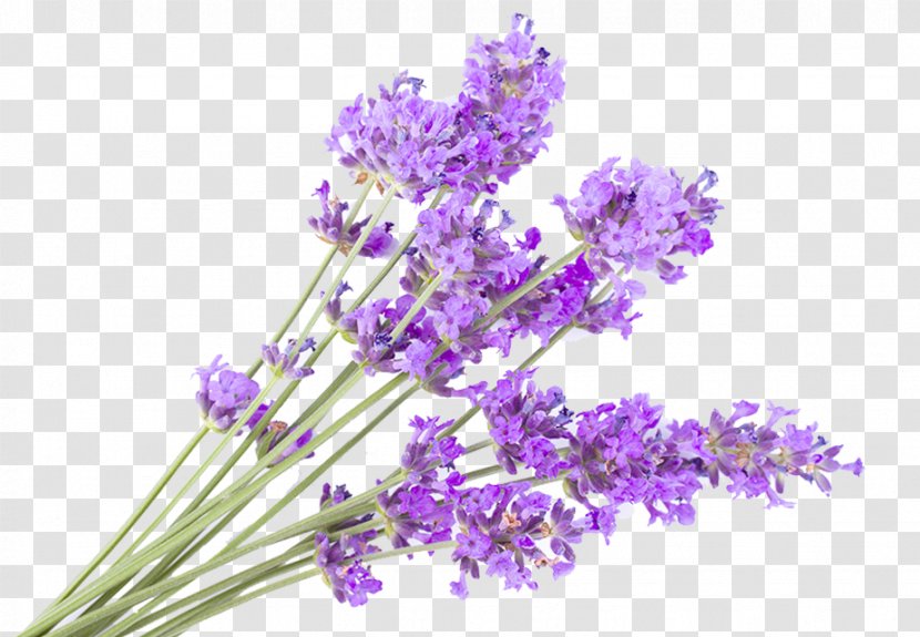 English Lavender Photography Getty Images Flower - Lilac - Violet Transparent PNG
