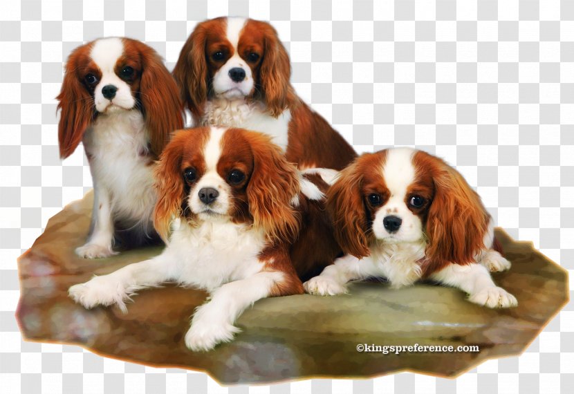 Cavalier King Charles Spaniel Puppy Dog Breed Companion Transparent PNG