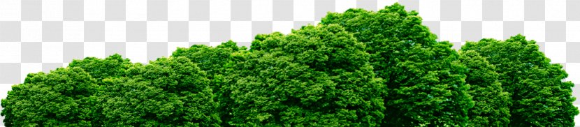 Image Psd Clip Art - Wheatgrass - Tree Hd Transparent PNG