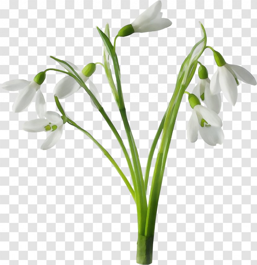 Flower Flowering Plant Galanthus Snowdrop - Pedicel - Petal Stem Transparent PNG