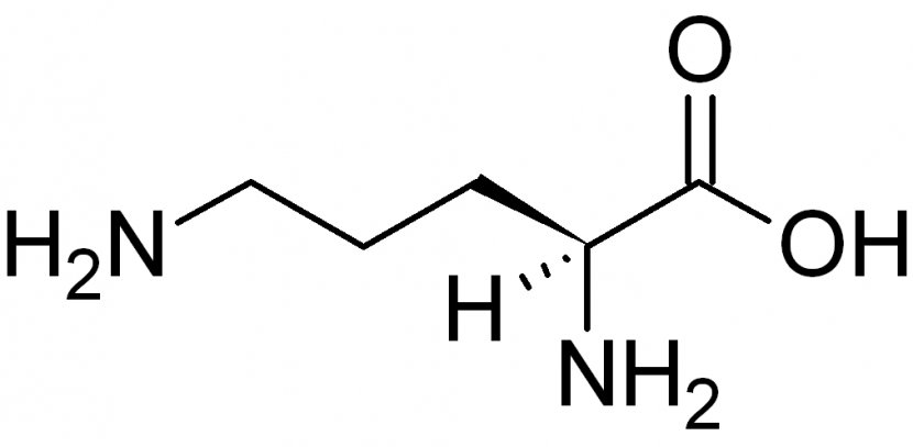 Glutamine Glutamic Acid Amino Leucine Tryptophan - Serotonin - Area Transparent PNG