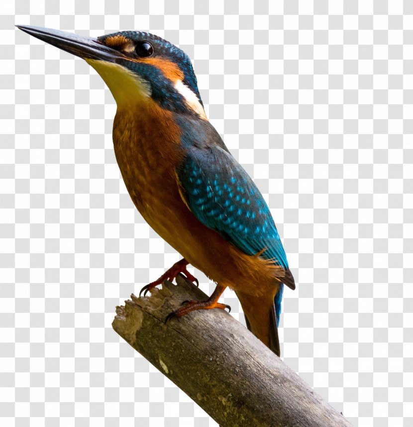 Common Kingfisher Painting Art Transparent PNG