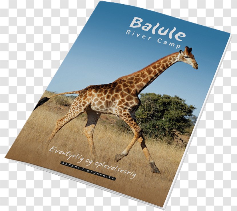 Giraffe Balule Nature Reserve Greater Kruger National Park South Africa Travel - Catalog Transparent PNG