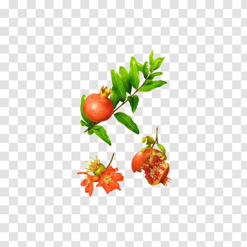 Botanical Illustration Behance Illustrator Botany - Decoupage - Pomegranate Transparent PNG