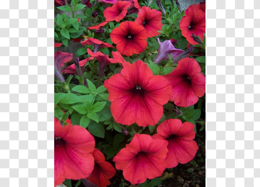 Garden Petunia Annual Plant Transparent PNG