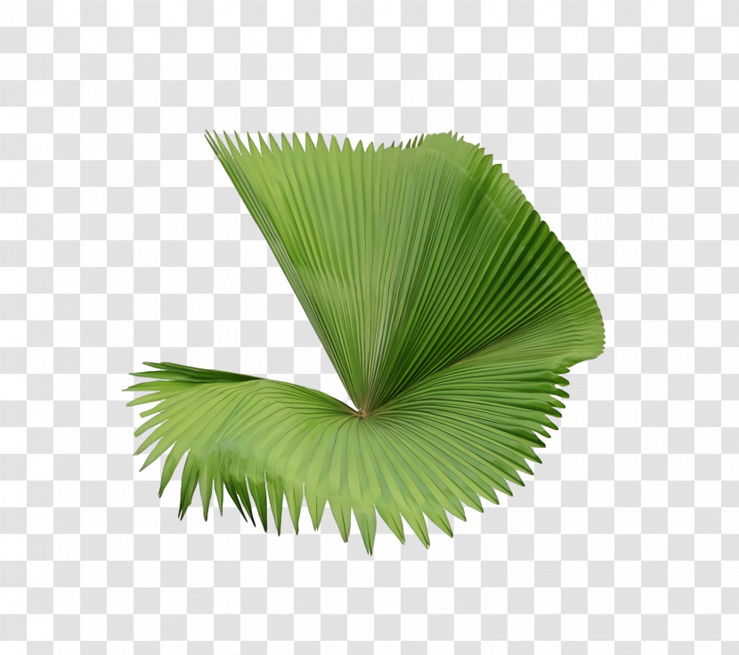 Palm Trees Transparent PNG