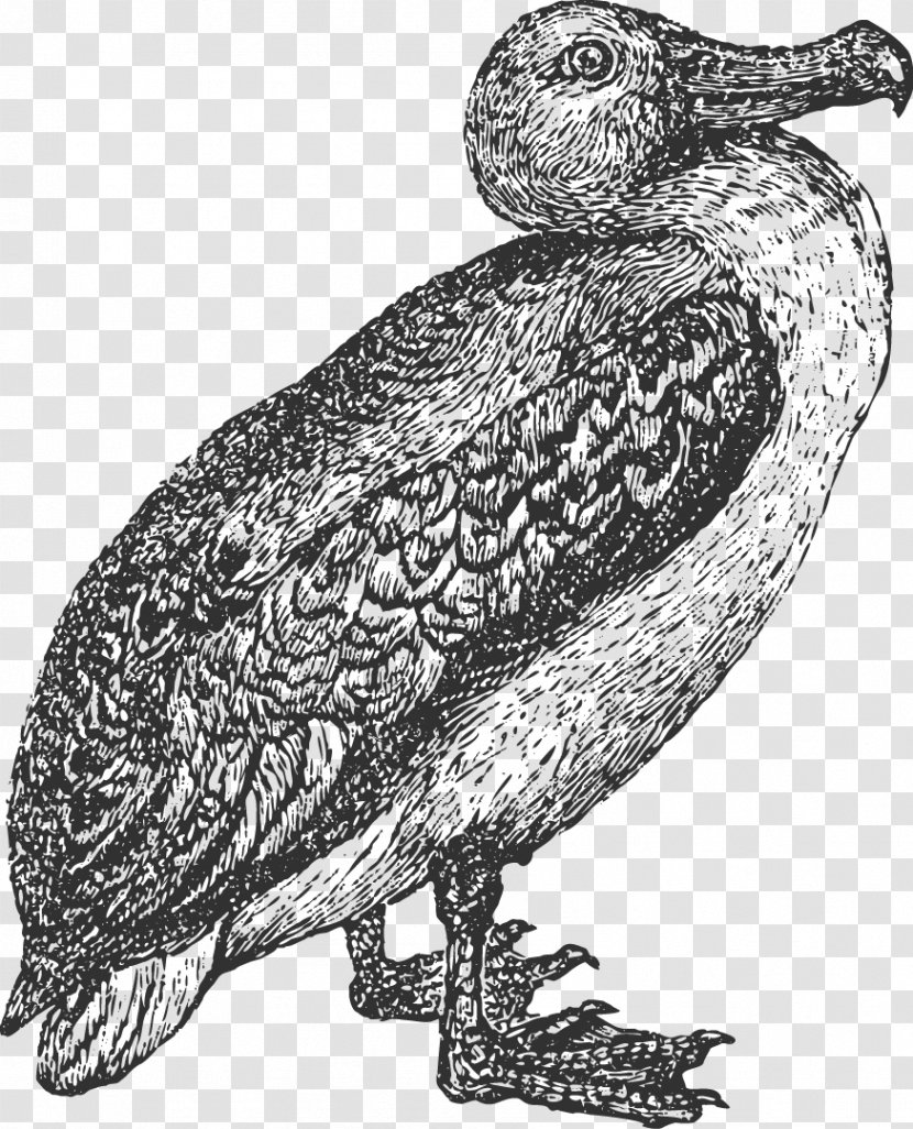 Owl Bird Albatross Beak Feather - Cartoon Transparent PNG