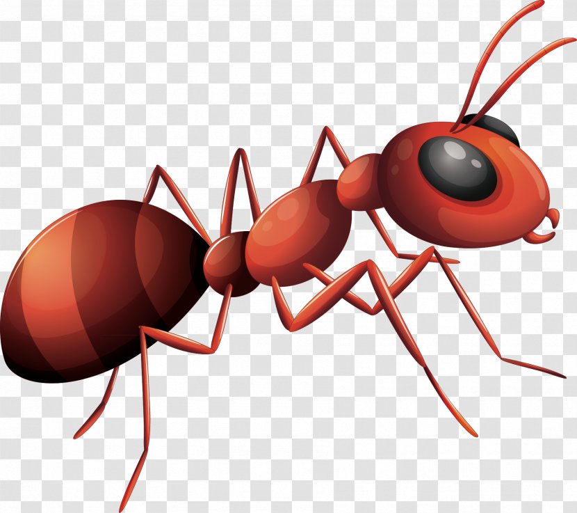 Ant - Pest - Ants Vector Transparent PNG