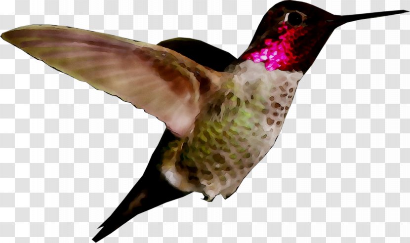 Hummingbird Image Desktop Wallpaper Photograph - Wing - Royaltyfree Transparent PNG
