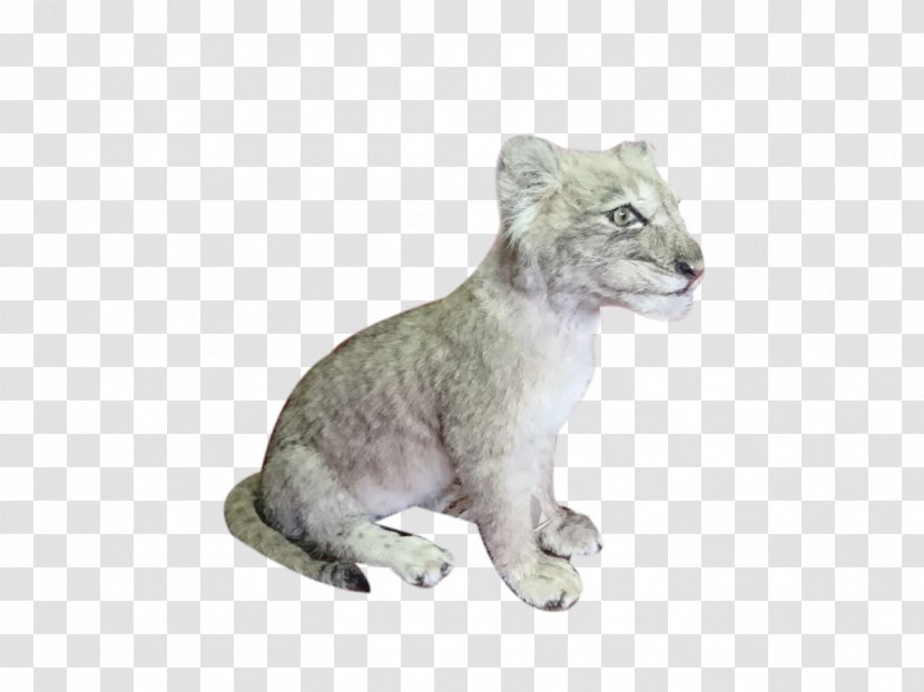 Lion Cougar Big Cat Fur - Lechwe Transparent PNG