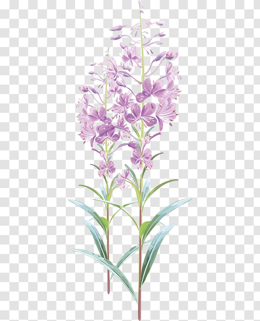 Drawing Chamaenerion Angustifolium Tea Royalty-free Illustration - Flowering Plant - Stem Transparent PNG