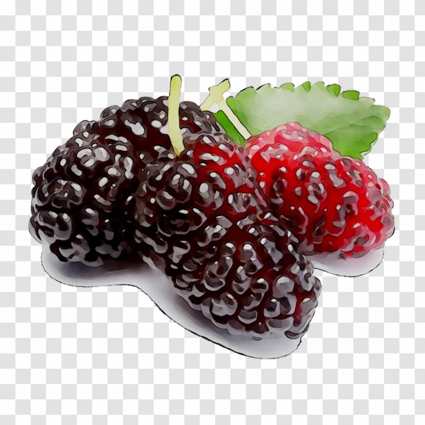 Boysenberry Black Mulberry White Fruit Raspberry - Plant - Rubus Transparent PNG