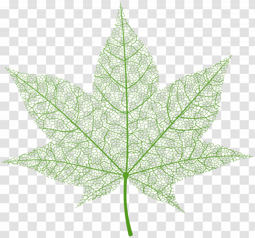 Leaf Maple - Data Compression - Transparent Green Autumn Clip Art Image Transparent PNG