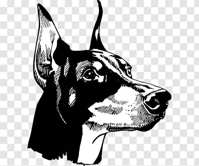 Dobermann Miniature Pinscher Decal Sticker Puppy - Head - Mammal Transparent PNG