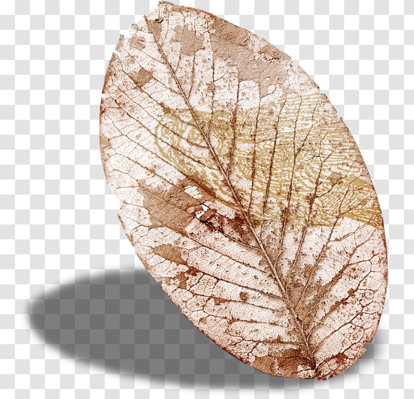 Leaf Invertebrate Transparent PNG