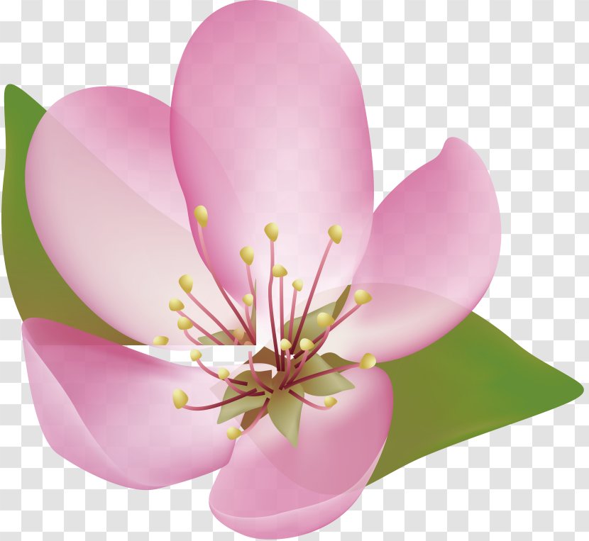 Petal Cherry Blossom - Plant - Design Transparent PNG