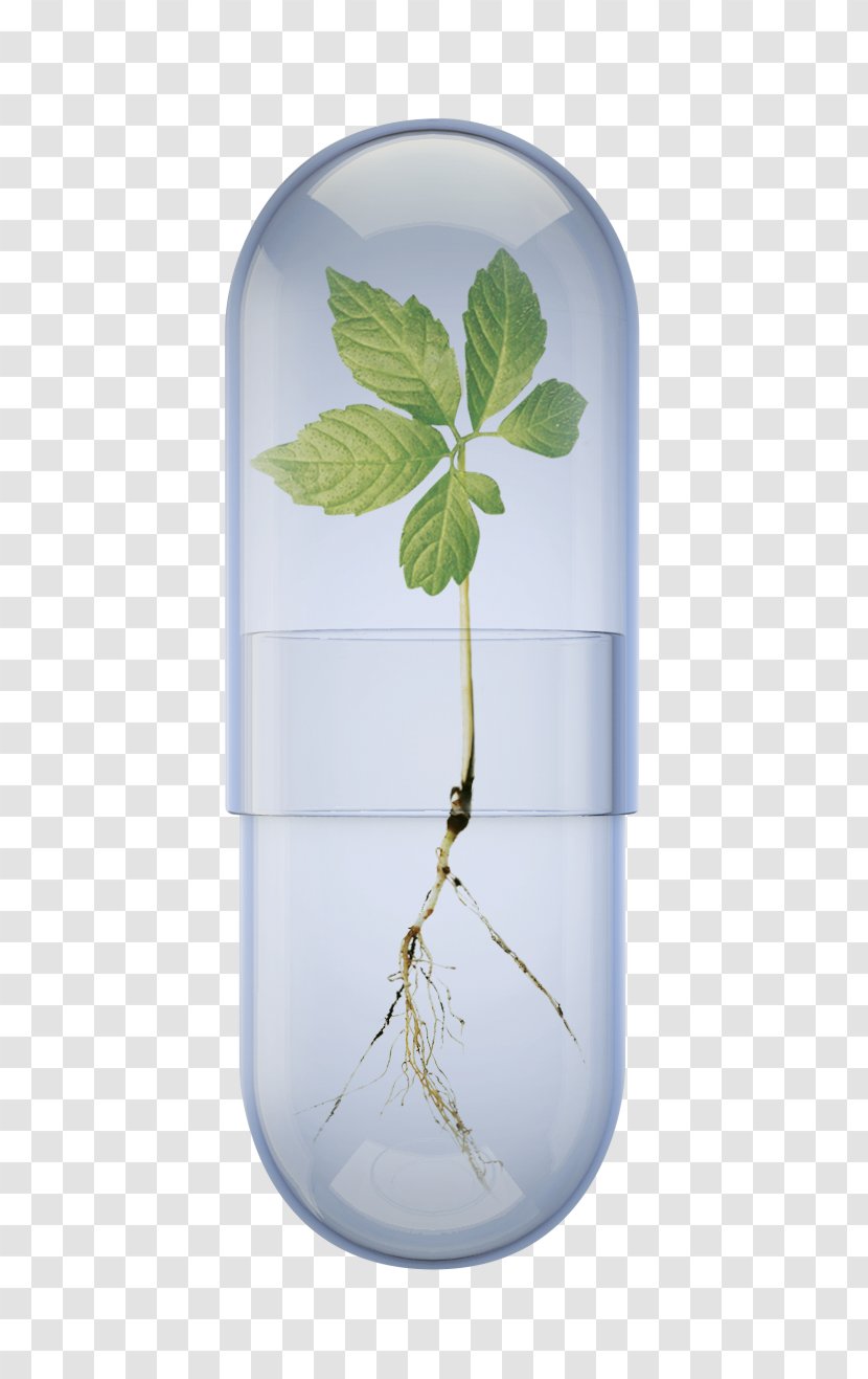 Leaf Water Tree - Flowerpot Transparent PNG