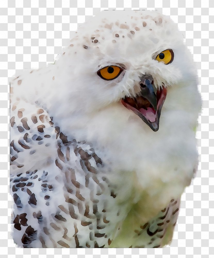 Owl Beak - Bird Of Prey - Wildlife Transparent PNG