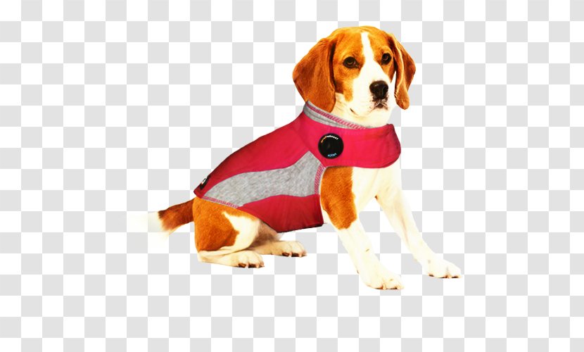 Cartoon Dog - Schweizer Laufhund - Hunting English Coonhound Transparent PNG