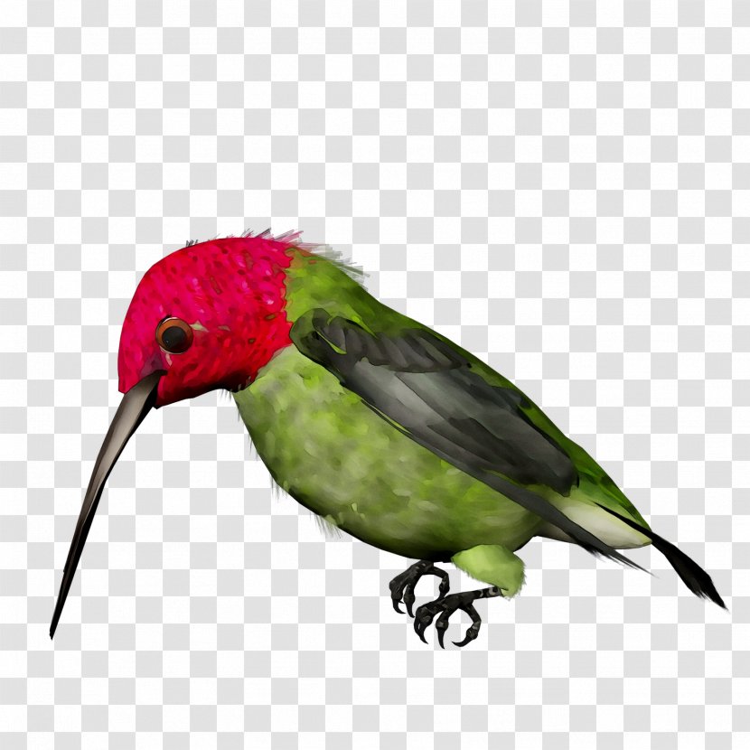 Parakeet Hummingbird Feather Beak Fauna - Parrot - Lovebird Transparent PNG