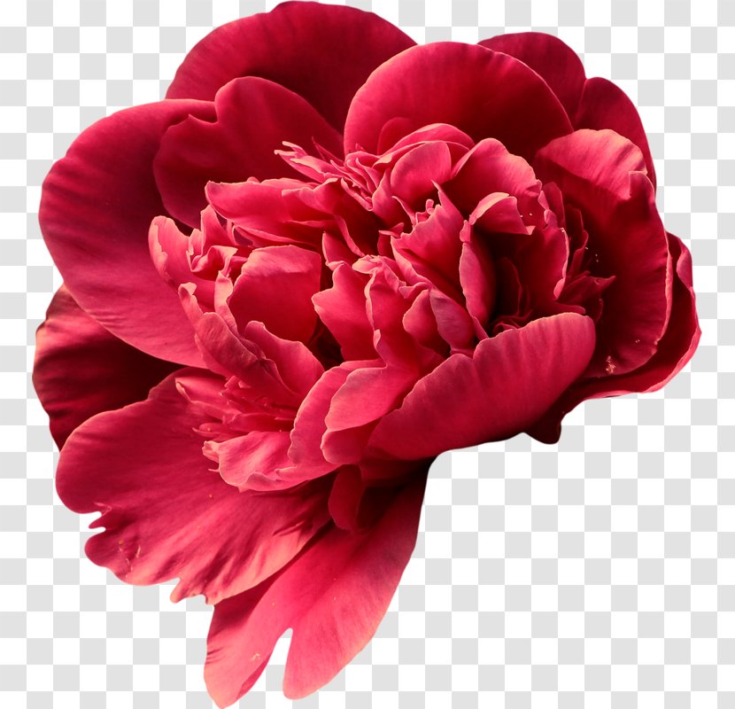 Peony Flower Paeonia Lactiflora Petal Transparent PNG