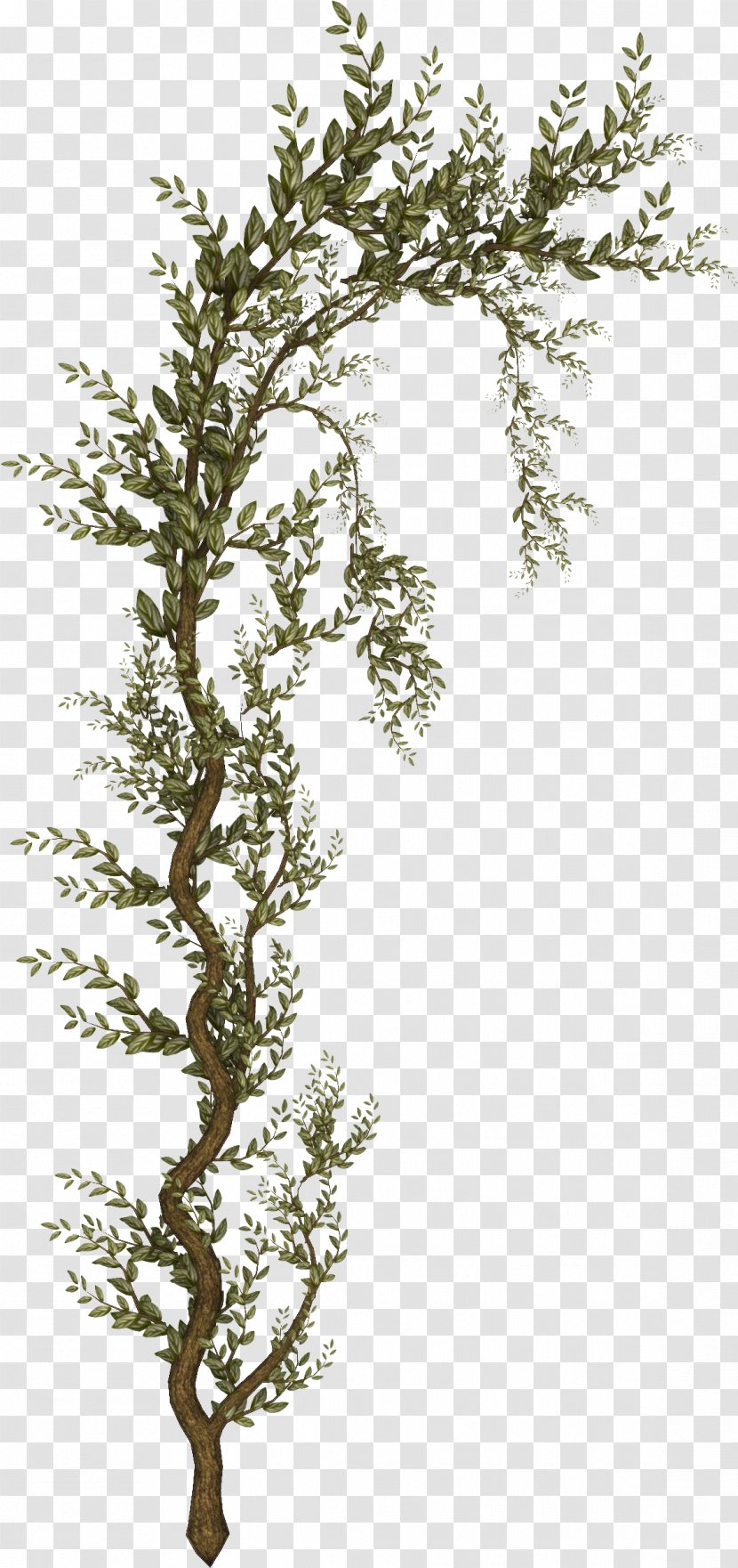 Tree Shrub Raster Graphics Clip Art - Branch Transparent PNG