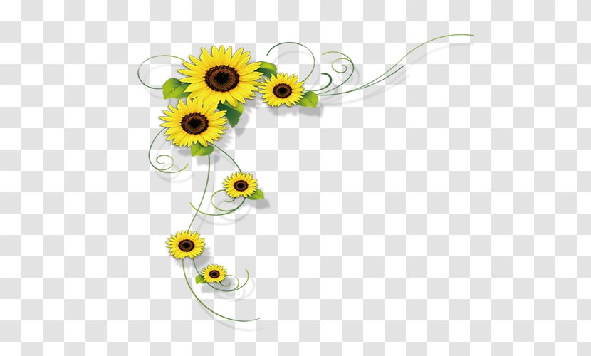 Common Sunflower Photography Transparent PNG