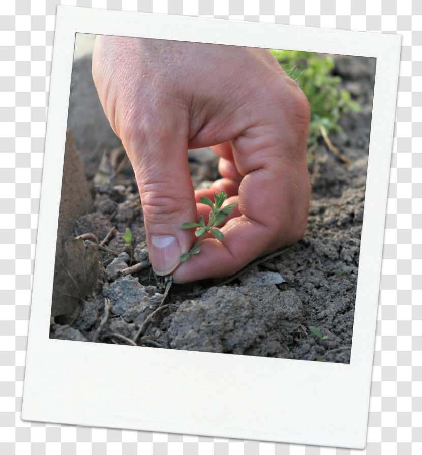 Finger Soil - Hand - Spring Garden Transparent PNG