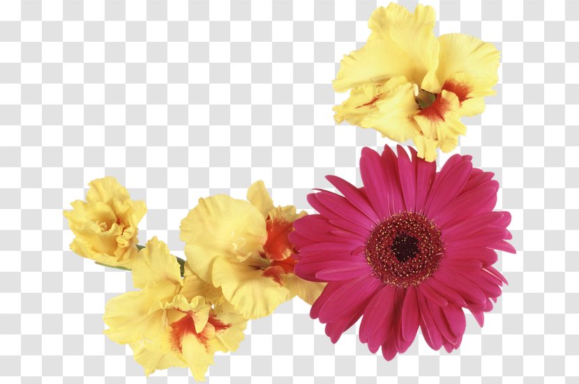 Transvaal Daisy Floral Design Cut Flowers Flower Bouquet - Flowering Plant Transparent PNG