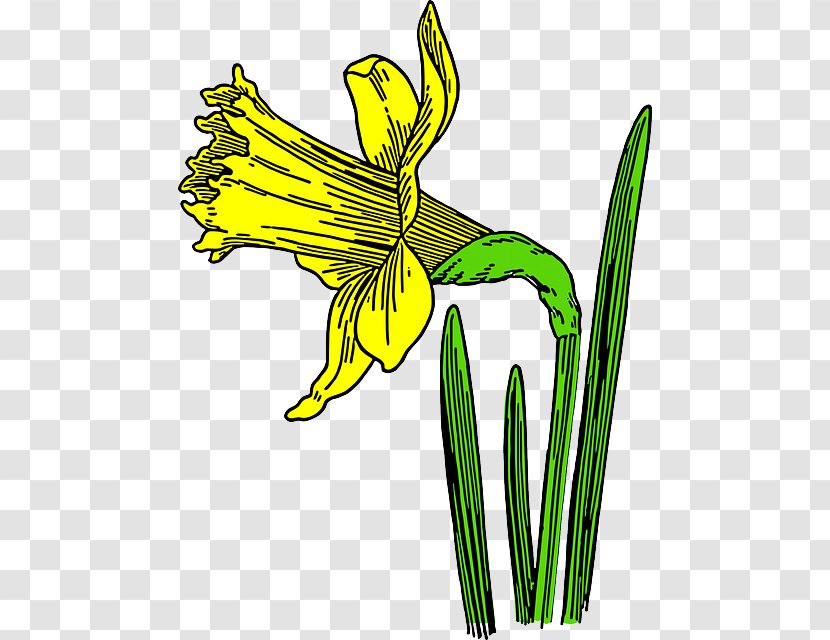 Clip Art Vector Graphics Cartoon Daffodil Image - Plant Stem - Bulbs Flowers Transparent PNG