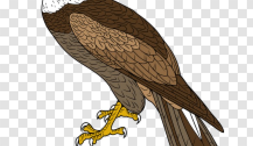 Eagle Hawk Owl Buzzard Illustration - Falcon Transparent PNG