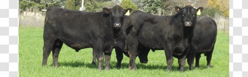 Calf Dairy Cattle Domestic Yak - Bull Transparent PNG