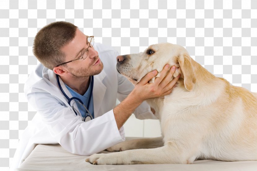 Dog Veterinarian Veterinary Medicine Clinique Vétérinaire Pet - Breed Transparent PNG