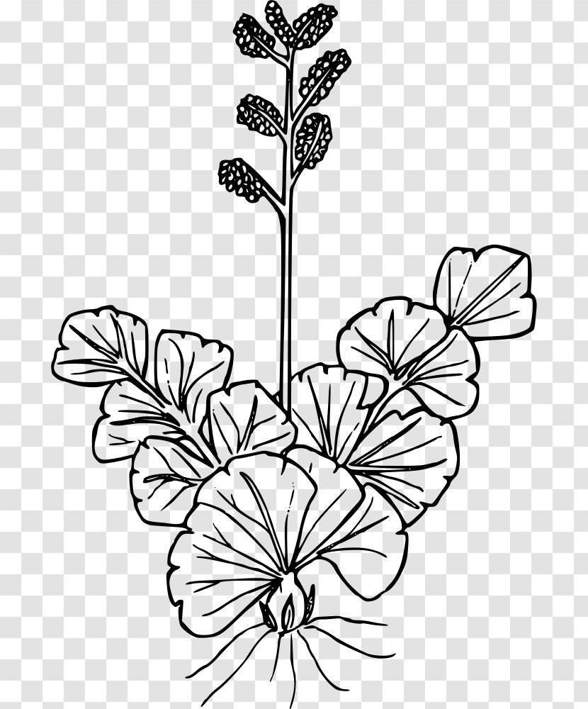 Wildflower Plant Drawing Line Art - Fern Transparent PNG