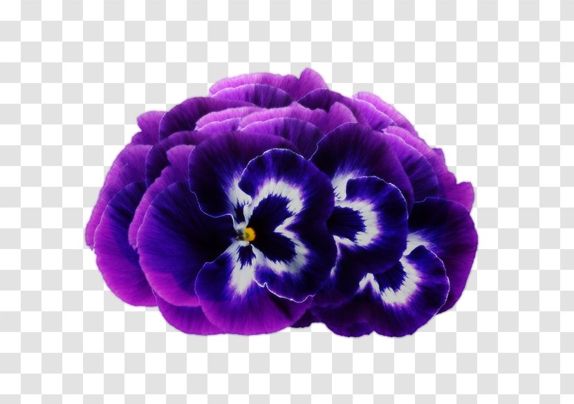 Violet Purple Flower Pansy - Petal - Dream Flowers Transparent PNG