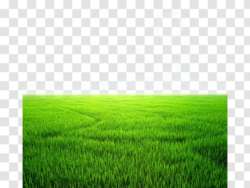 Wallpaper - Paddy Field - Beautiful Green Wheat Transparent PNG