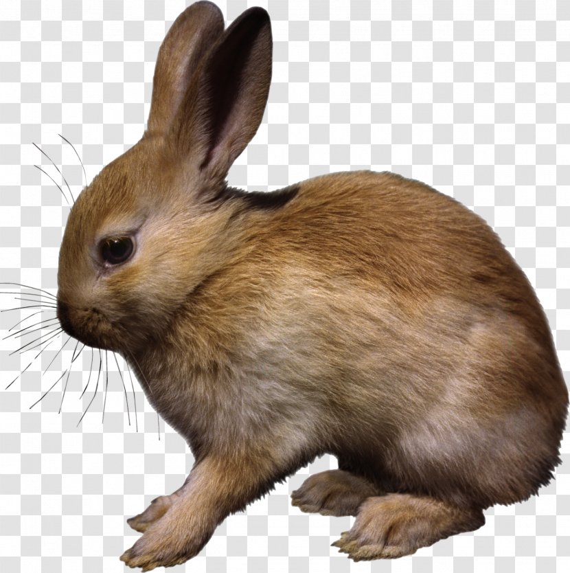 Hare Easter Bunny Domestic Rabbit Animal - Rabits And Hares - Pascoa Transparent PNG