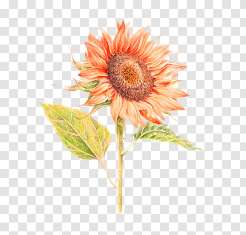 Common Sunflower U82b1u4e4bu7e6a: 38u7a2eu82b1u7684u8272u925bu7b46u5716u7e6a Painting Illustration - Colored Pencil - Orange Fresh Decorative Patterns Transparent PNG