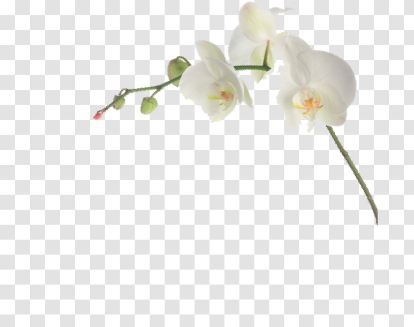 Moth Orchids Cut Flowers Habanera Branch - Blossom - Algemene Voorwaarden Transparent PNG