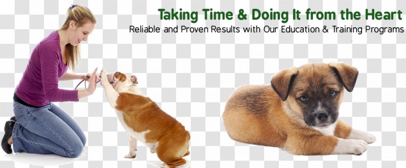 Dog Training Great Dane Puppy Train Your Bulldog - Leash - 100 Guaranteed Transparent PNG