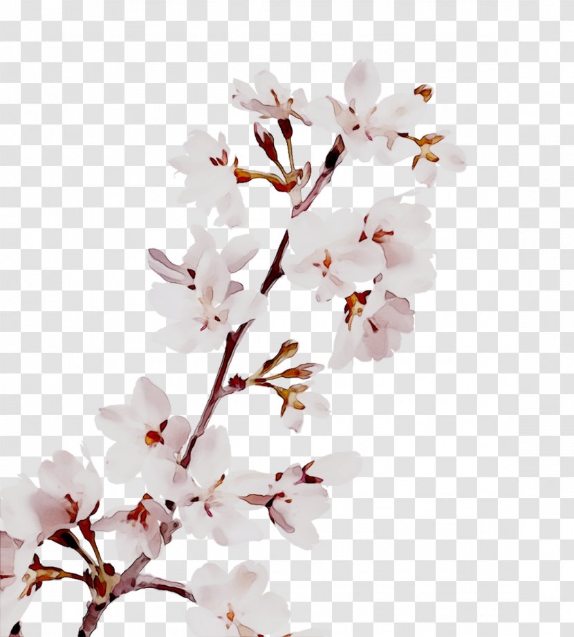 Cherry Blossom Flower Image Petal - Cut Flowers - Tree Transparent PNG