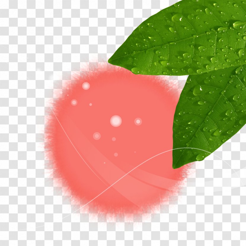 Drop - Close Up - There Are Water Droplets Green Leaf Decoration Transparent PNG