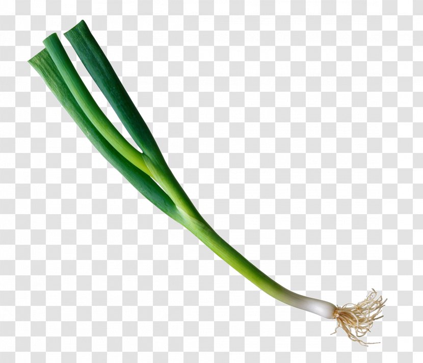 Allium Fistulosum Onion Download Clip Art - Vegetables Transparent PNG
