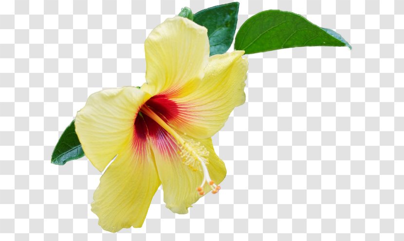 Hibiscus Close-up Daylily - Malvales Transparent PNG