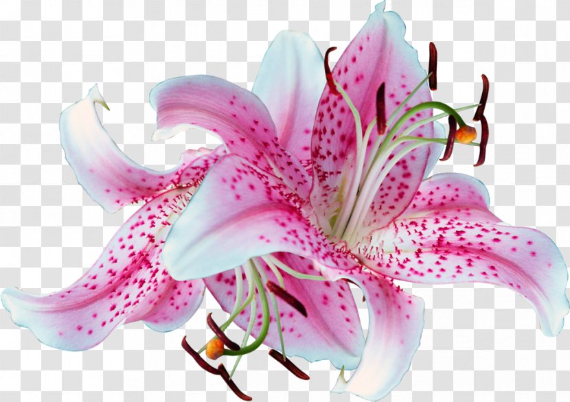 Madonna Lily Easter Flower Clip Art Transparency - Hippeastrum - Thank You Transparent PNG