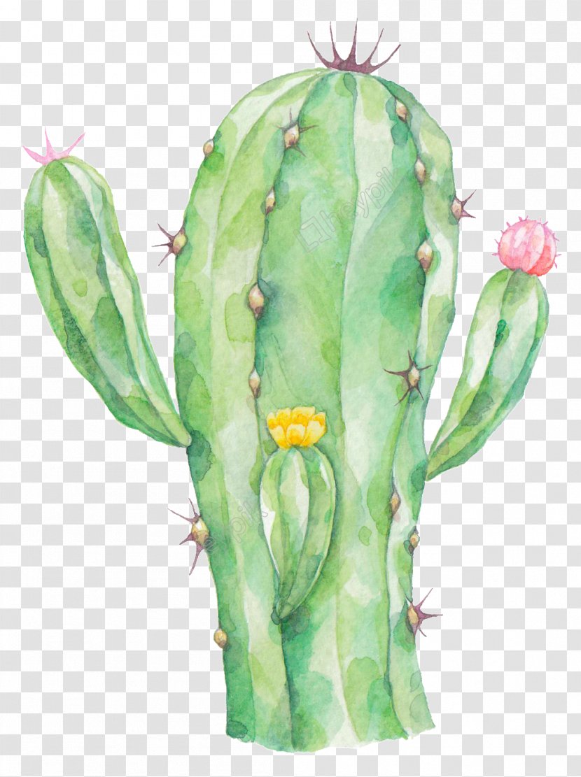 Cactus Vector Graphics Image Painting - Terrestrial Plant Transparent PNG