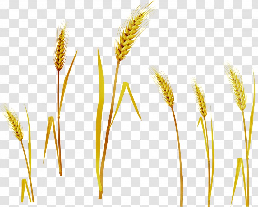 Barley Emmer Grain Cereal - Whole Transparent PNG