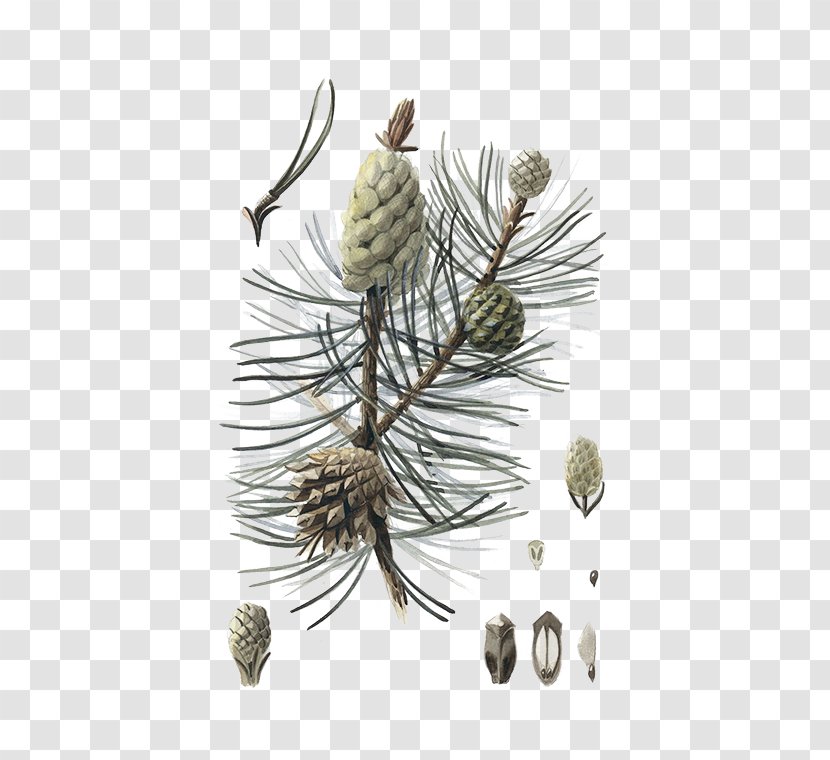 Fir Larch Spruce Pine Conifer Cone - Tree Transparent PNG