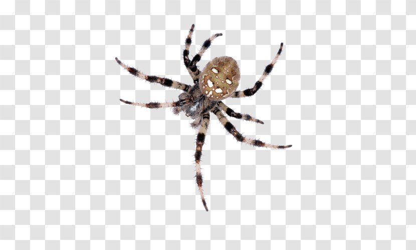 European Garden Spider Barn Insect Wolf - Arachnid - Control Services Transparent PNG